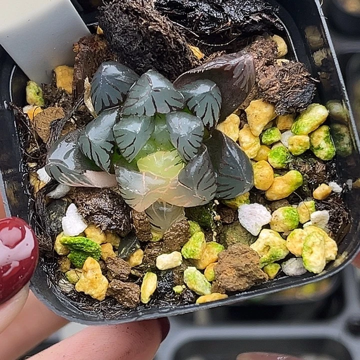 85霓虹灯发发发发发发