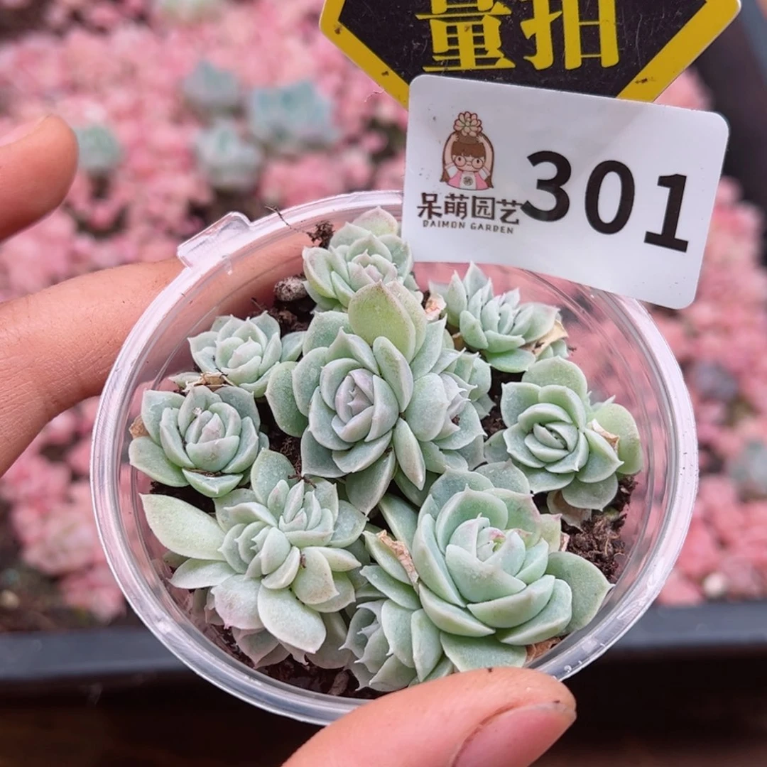 多肉植物多肉植物