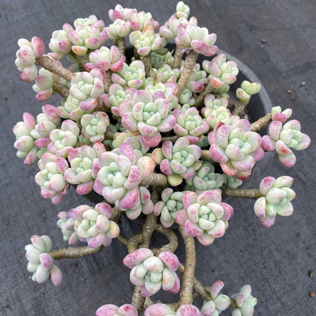 精控罗绮金金精品多肉植物