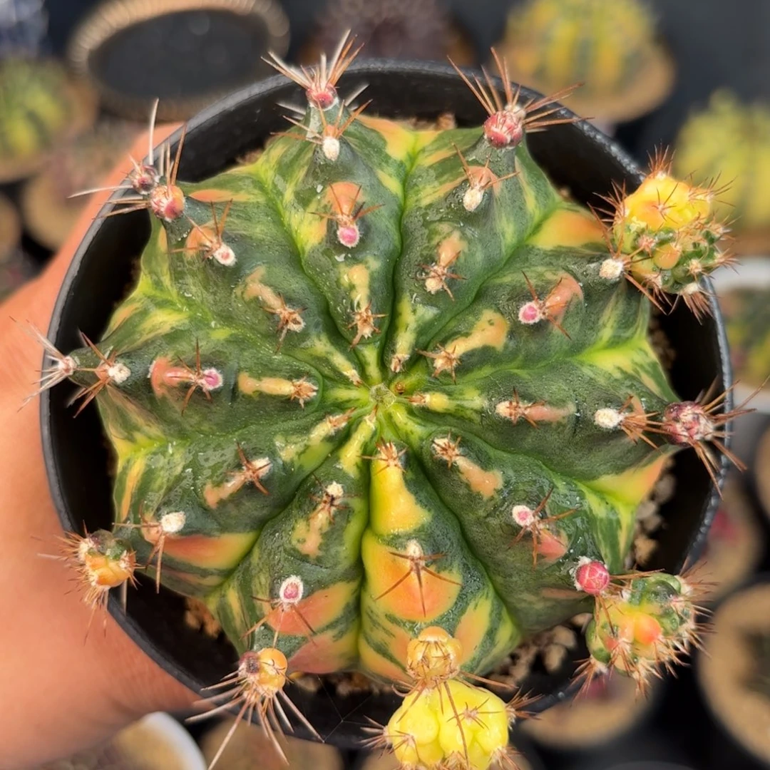 泰系米哈仙人球母本680