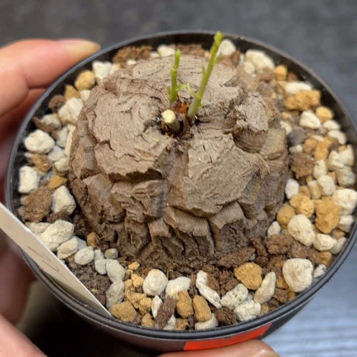 810号龟甲龙带盆包邮不退不换