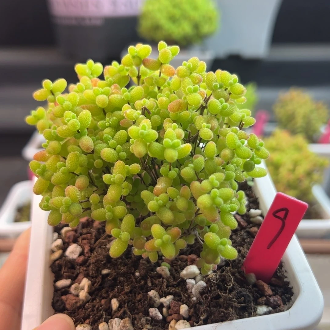 蜜橘糖球9号10cm盆