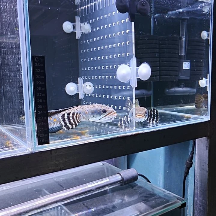 雷龙眼镜蛇，黄金眼镜蛇