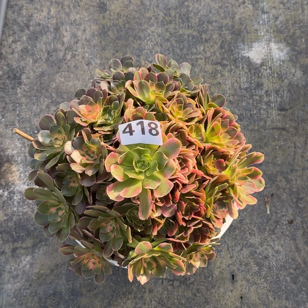 合****司418！香妃法师多肉植物