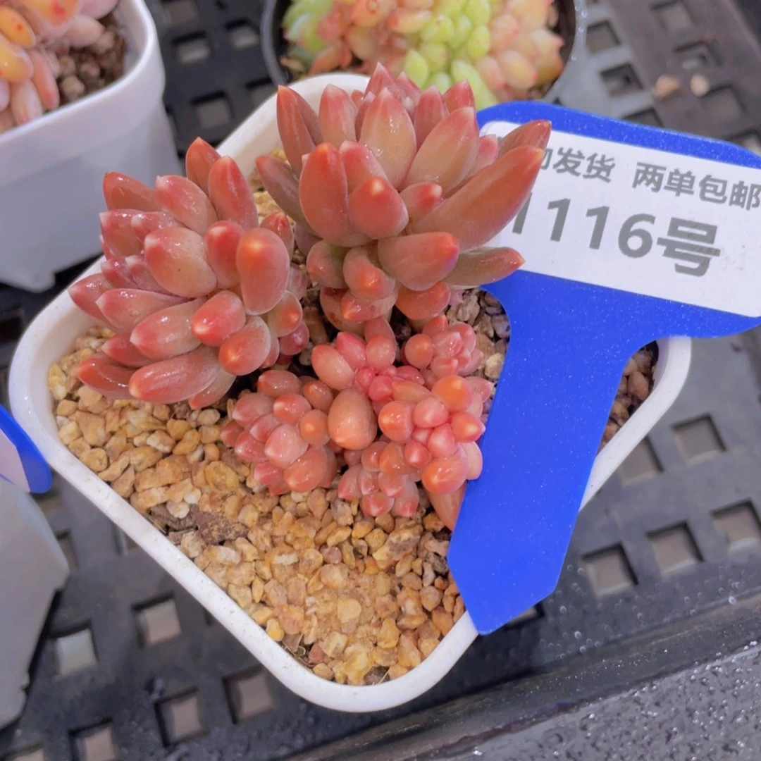 1116号全状态咖啡豆