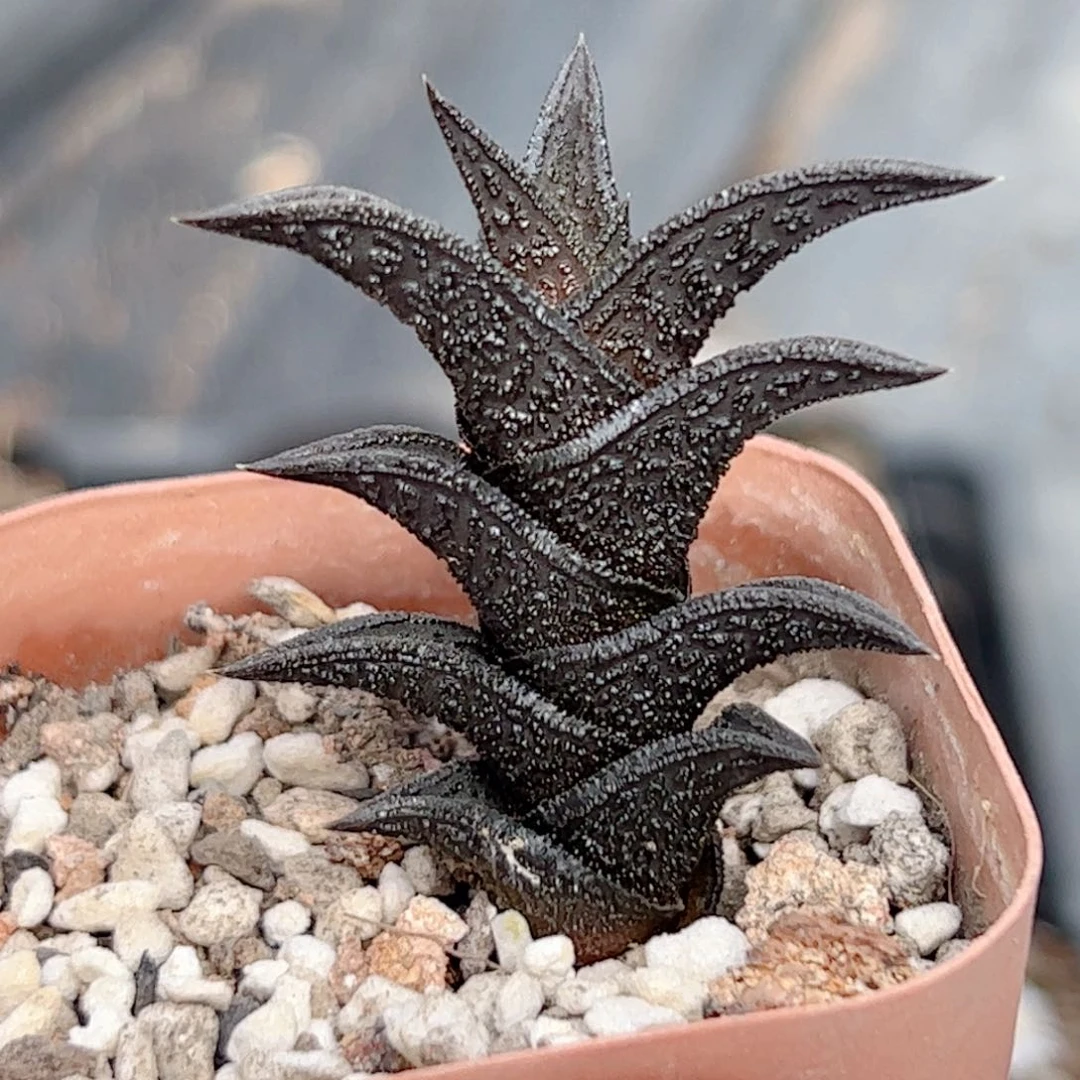 硬叶 尼古拉99999