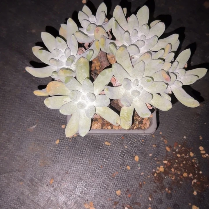 卿***园拇指仙女杯多肉植物