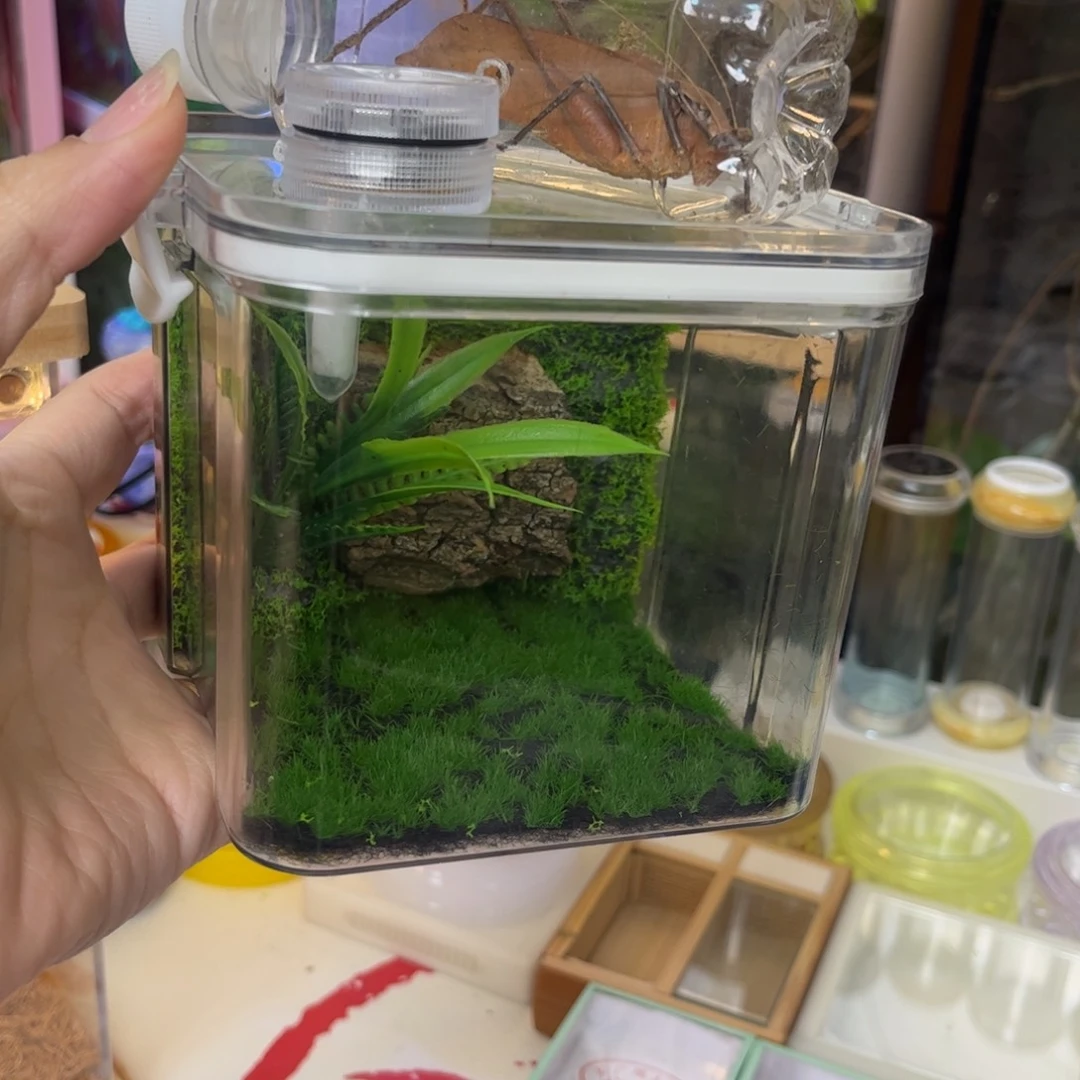 生态箱送蛙仿拍拍拍拍