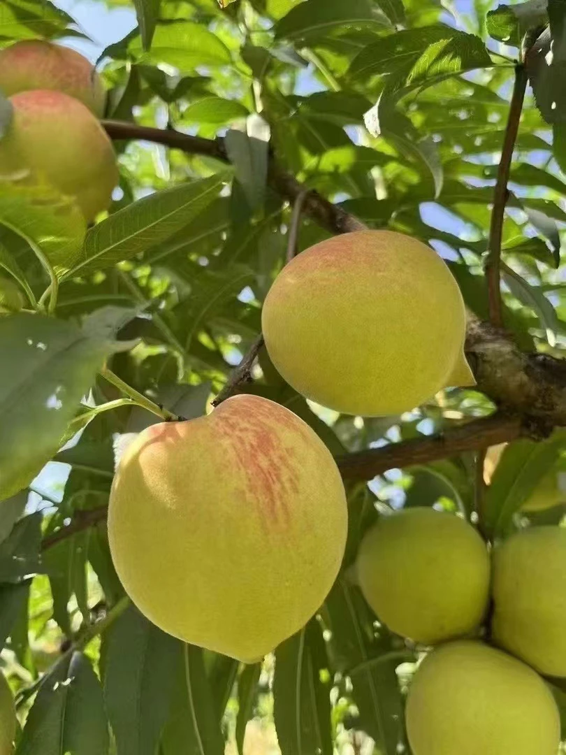 正宗广东连平鹰嘴桃现摘现发