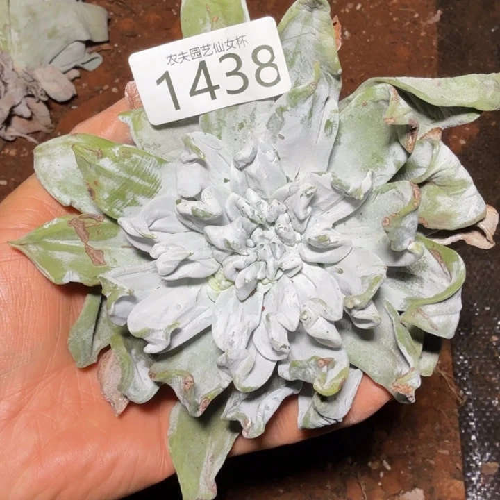 3代杂交 仙女杯多肉福利处理