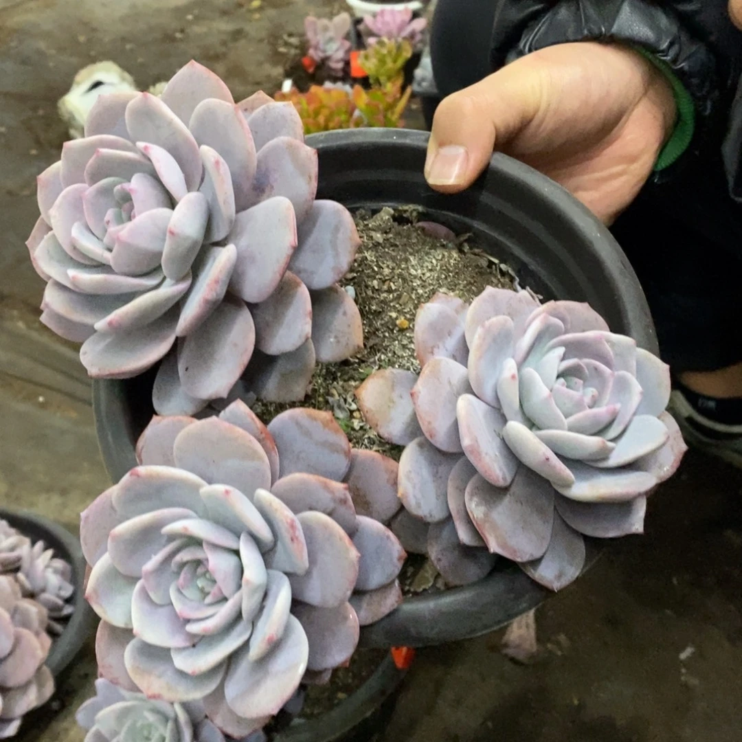 红茶三大头起发老桩，230杯