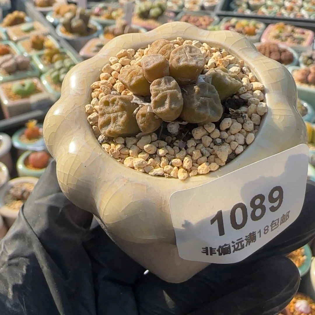 1089/-一物一拍 带盆