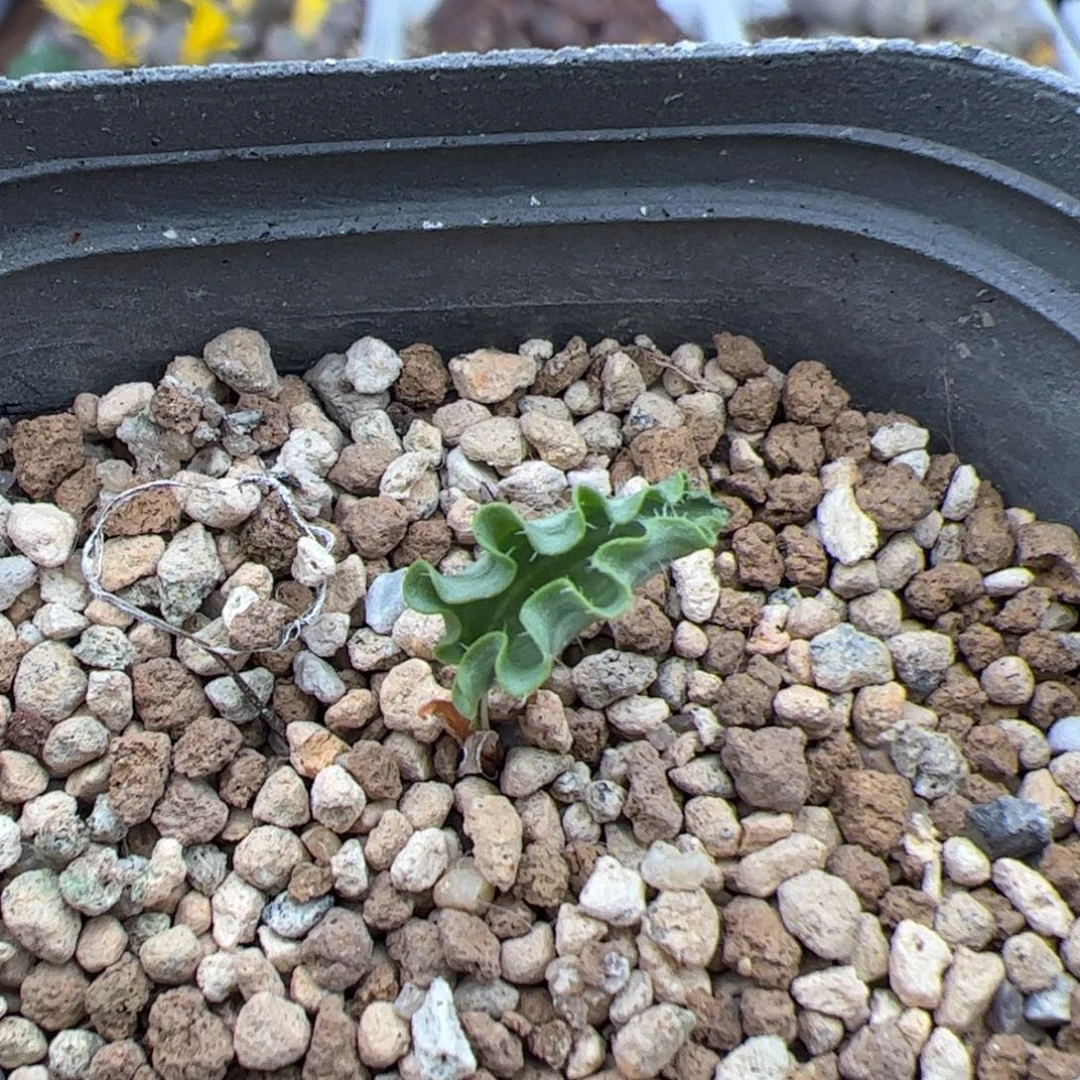 0258号波动雾冰玉 多肉植物