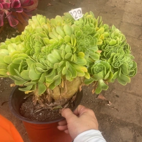 25厘米左右绿羊绒缀