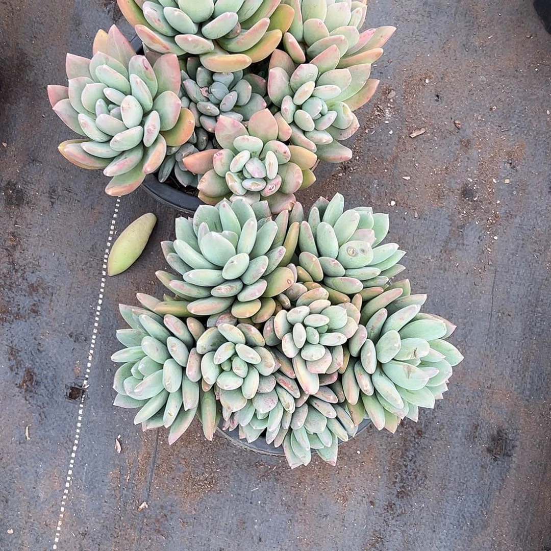 推***雨多肉植物一物一拍