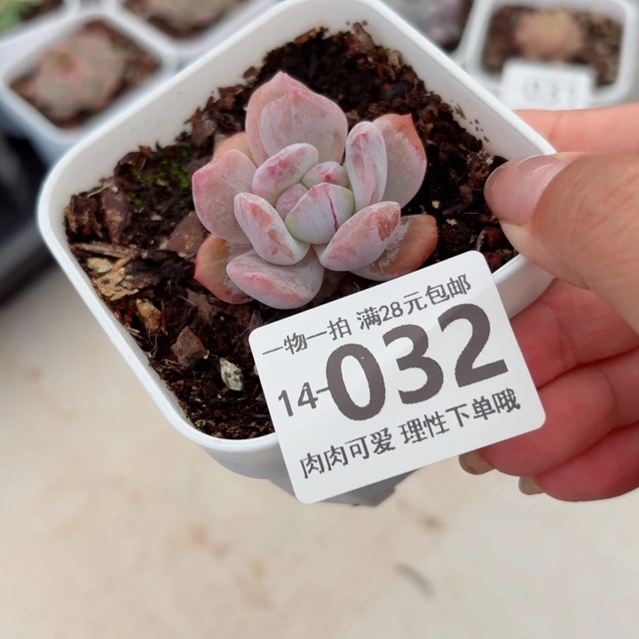石化橙梦露无盆土发货多肉多