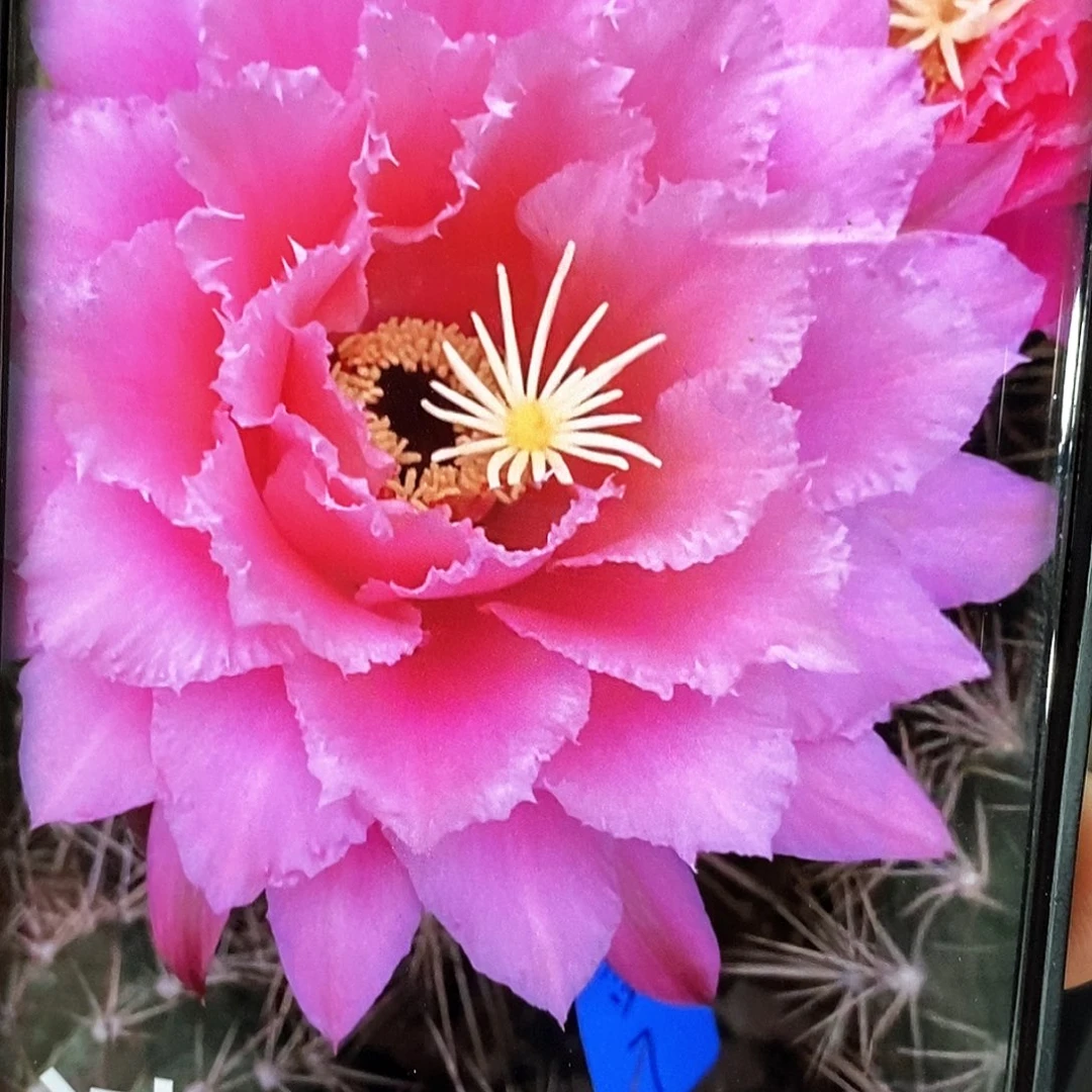 毛 苗7/侧芽歪20包邮/5公分