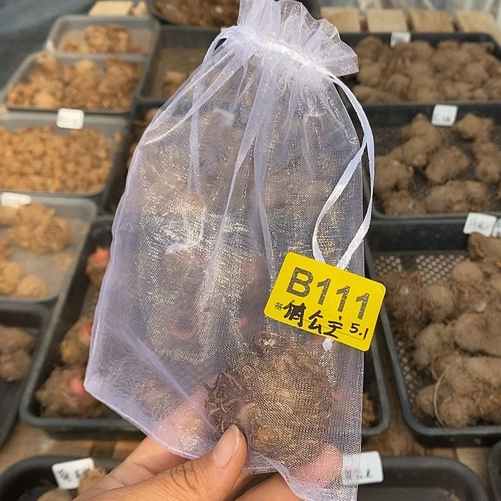 完全开放俏公主B111禁退不售后