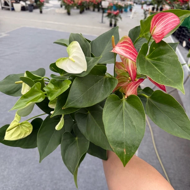 4.21 粉丝回馈 120#红利维姆  +120#白色娜莫拉红掌花卉