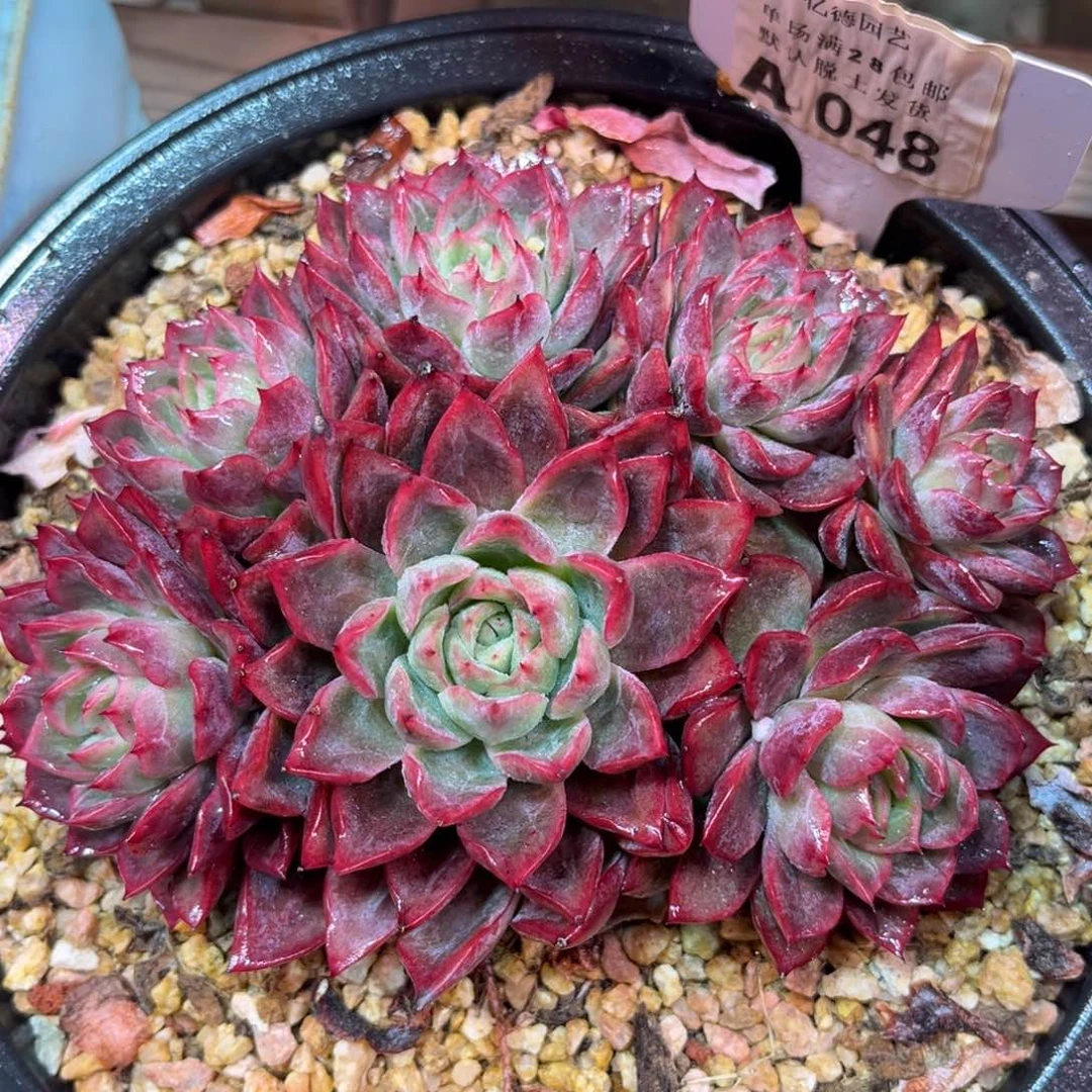 绿龙duolvyayajujinlvma