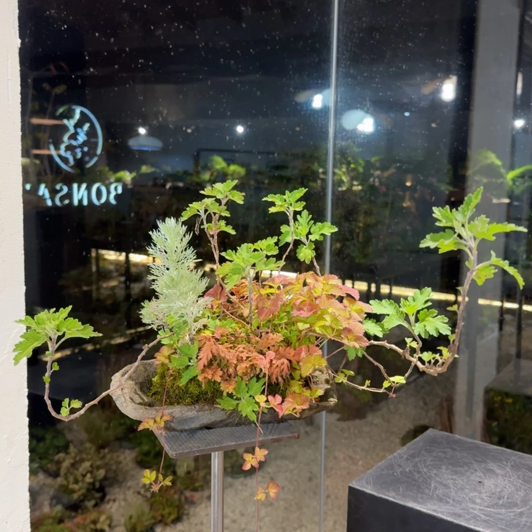 全部花朵山野草石头盆