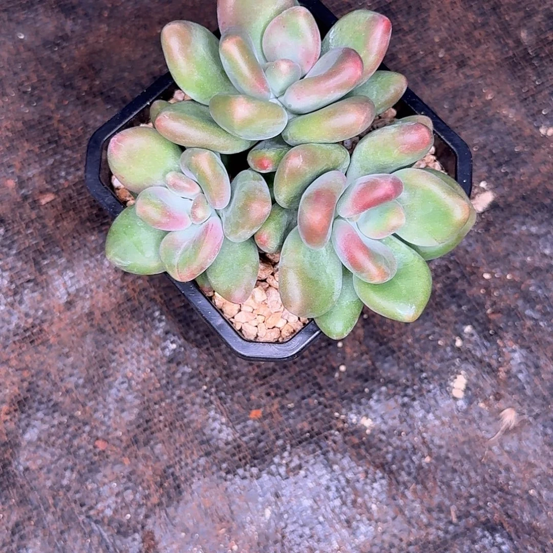 娇***娇多肉植物多肉植物