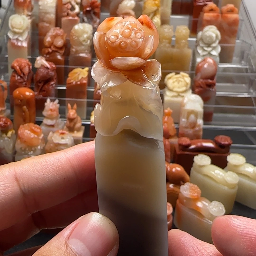 老挝石荷花  2.2×8.3