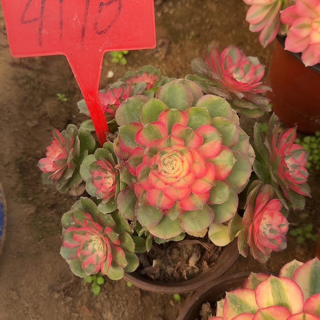 4110荔枝多肉法师铭文