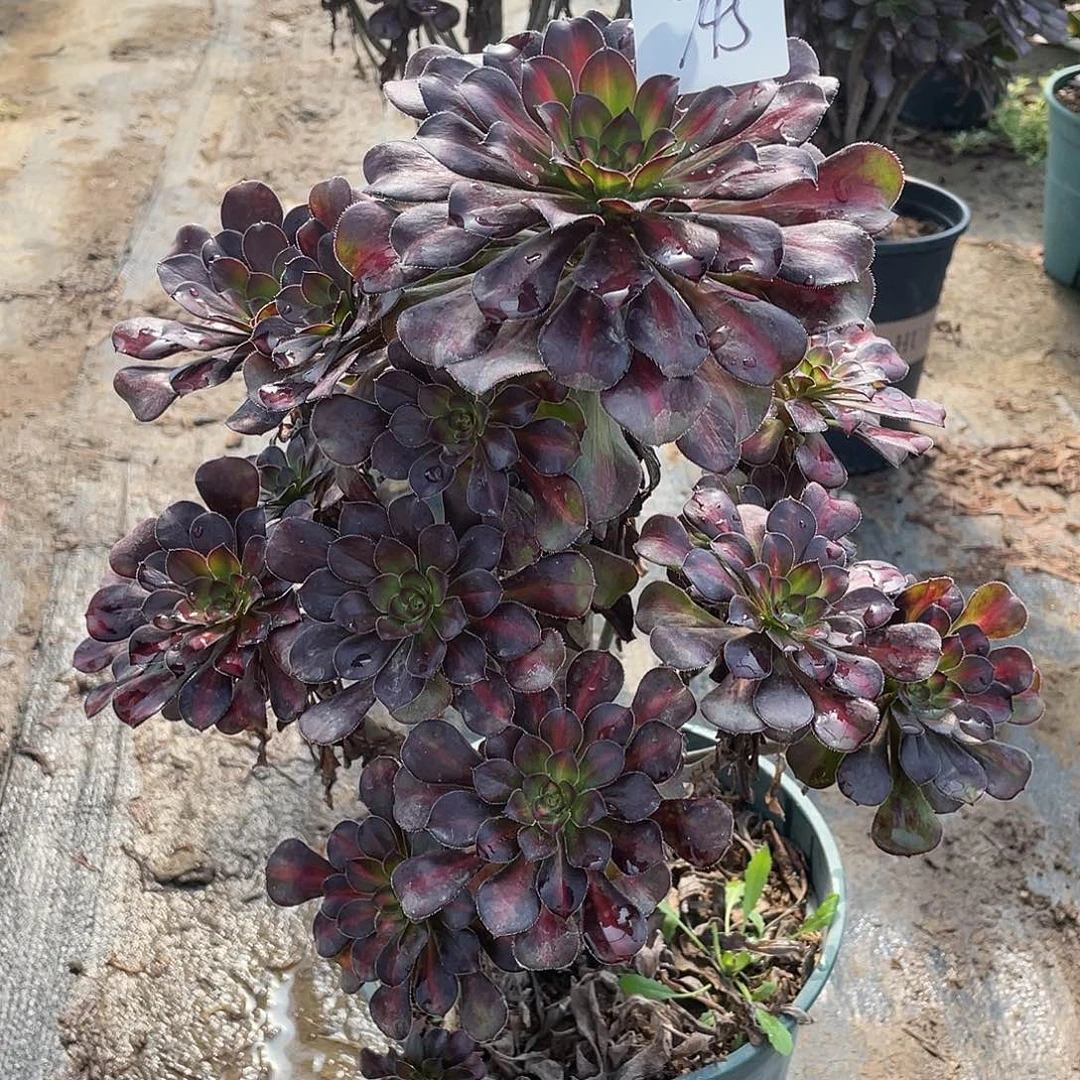 745法师植物晚霞