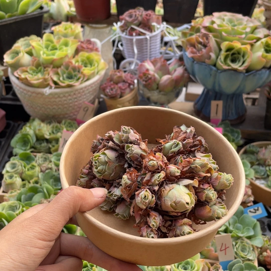 默***）多肉植物山地玫瑰159三颗
