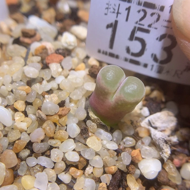 精品生石花122.153