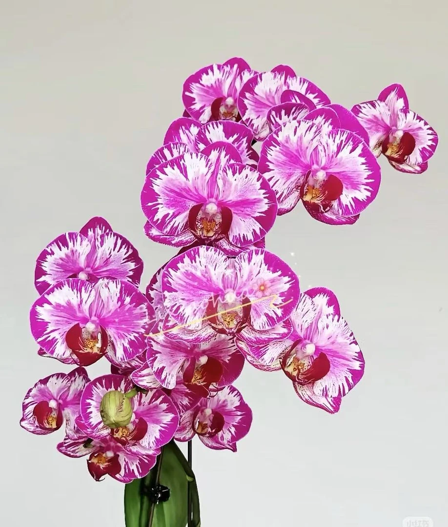 稀有品种 大展宏图 2个花剑 3.0杯大苗