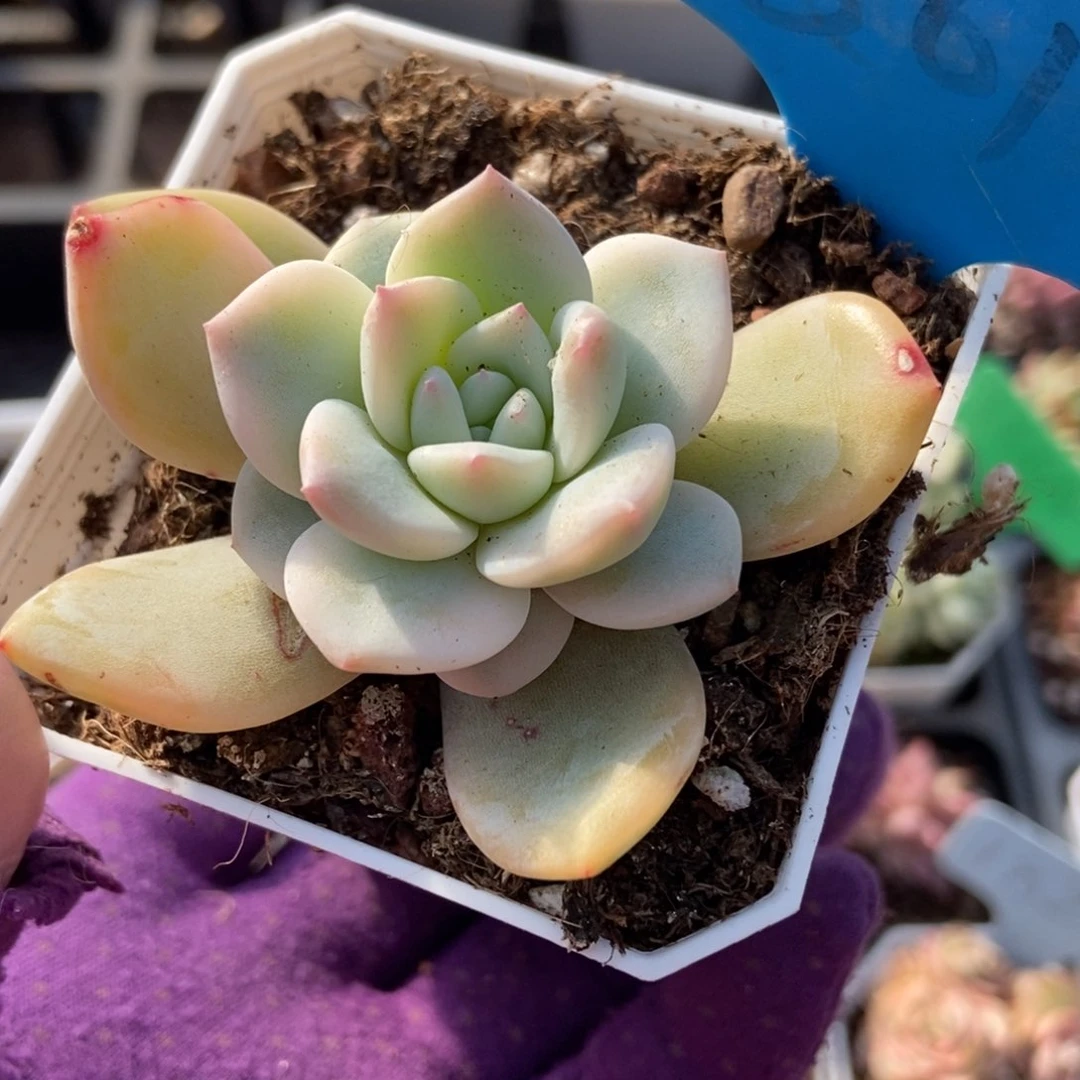 861橙子锦多肉植物保护