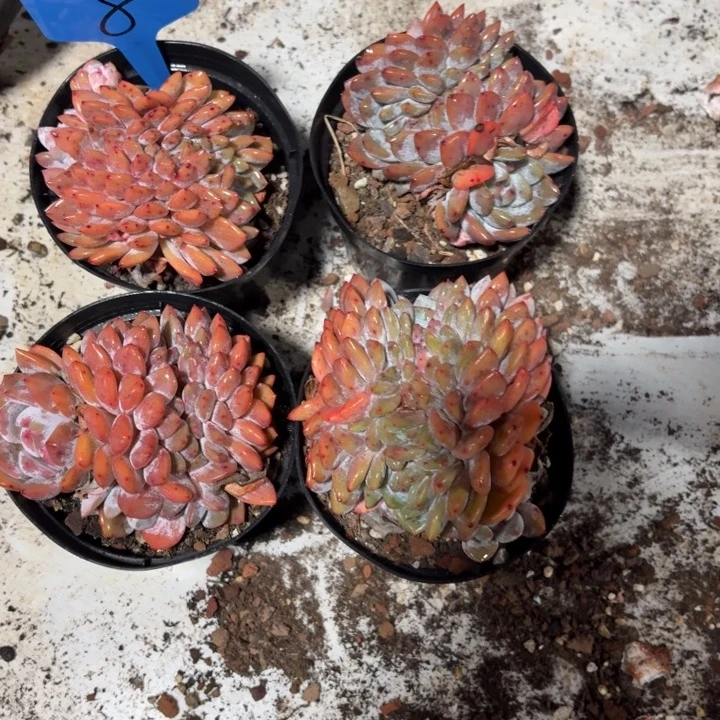 8分的环境非常不计较