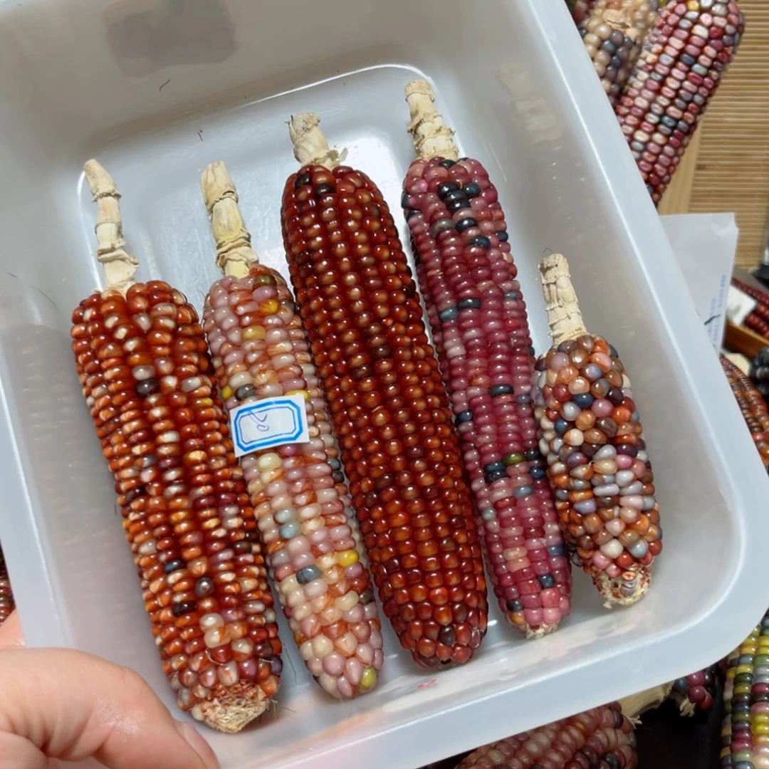 缘***.直播间七彩文玩玉米不退换