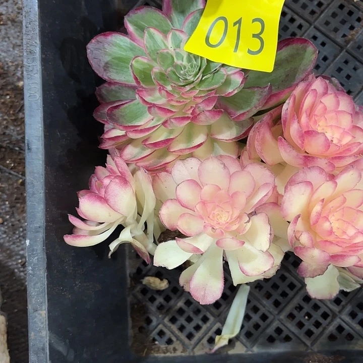 多肉植物福利活动013