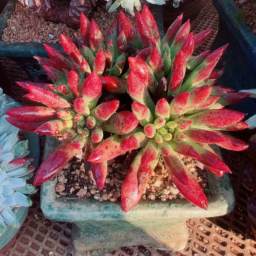 9291绿拇指杂交仙女杯