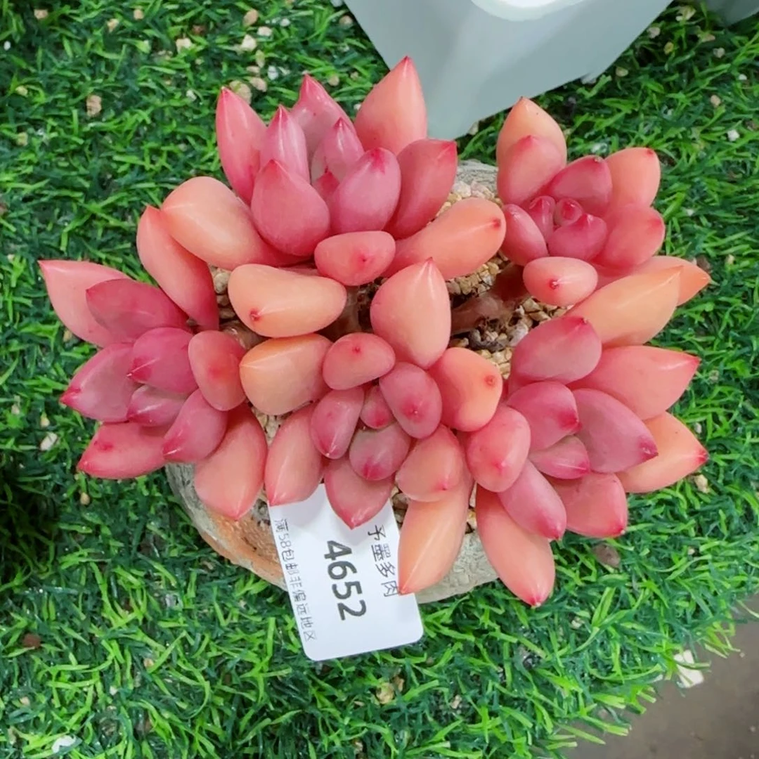 桃花源无砍，4652多肉植物