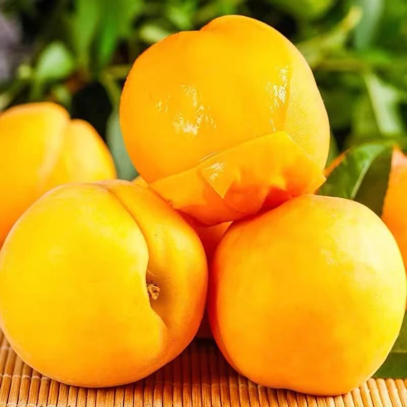 黄桃【黄毛桃】现摘现发新鲜黄桃装孕妇水果当季蜜桃血桃应黄毛桃