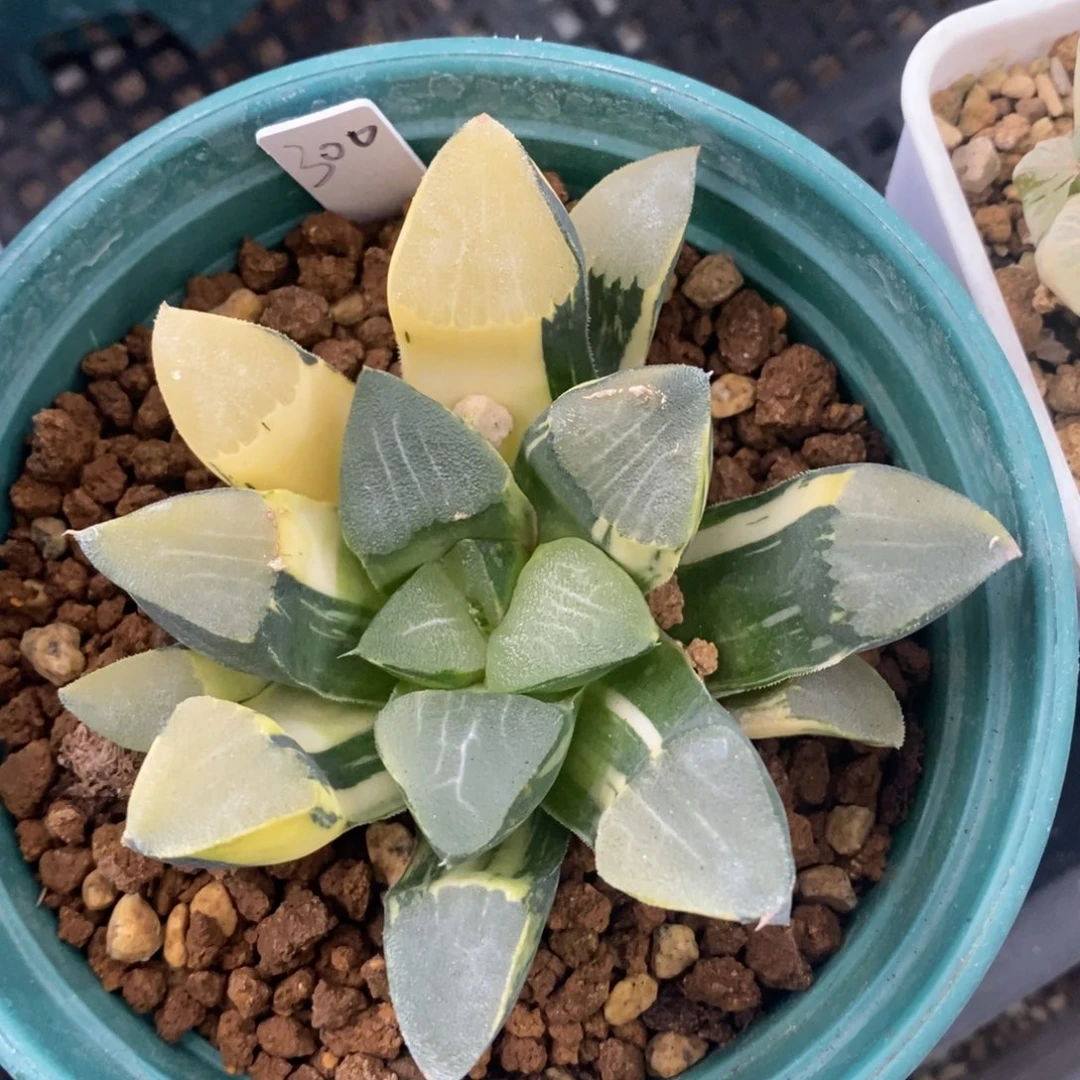 一颗实生大克锦