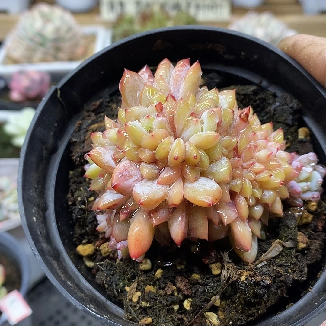 2192 星影缀化多肉