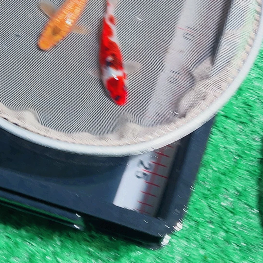 锦鲤锦鲤观赏鱼1111