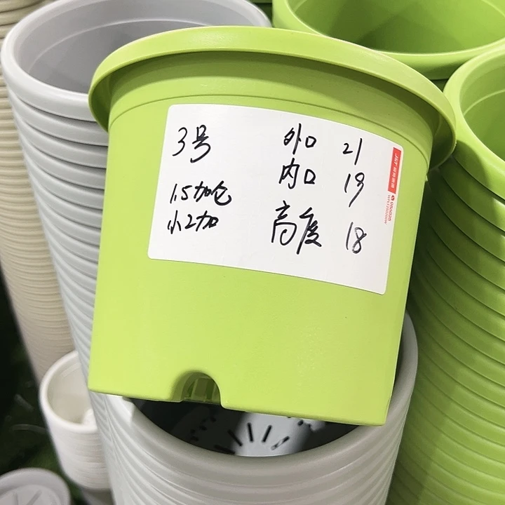 特价3号四季口21高18果绿无托10只