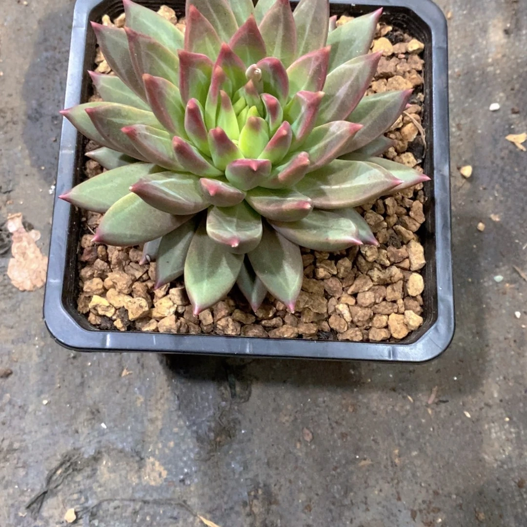 米***可杂交美人多肉植物老桩