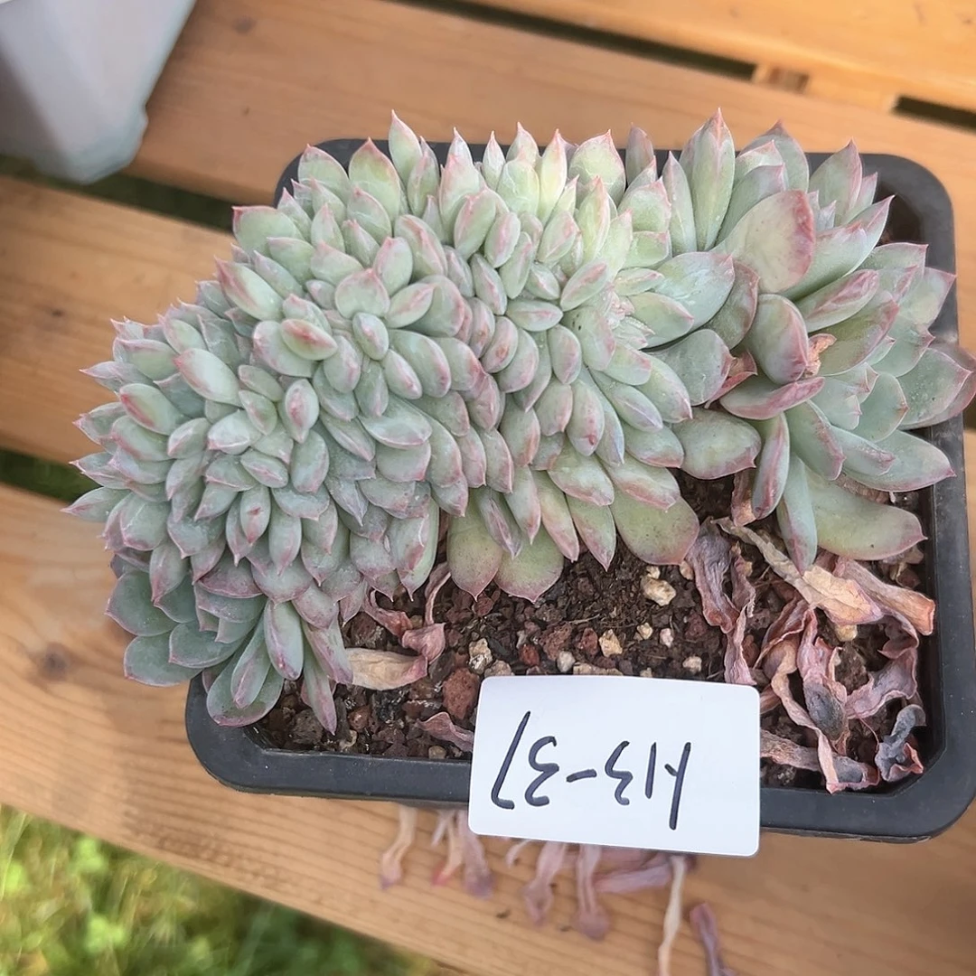 梁**贝1.13-37雪夜缀化多肉