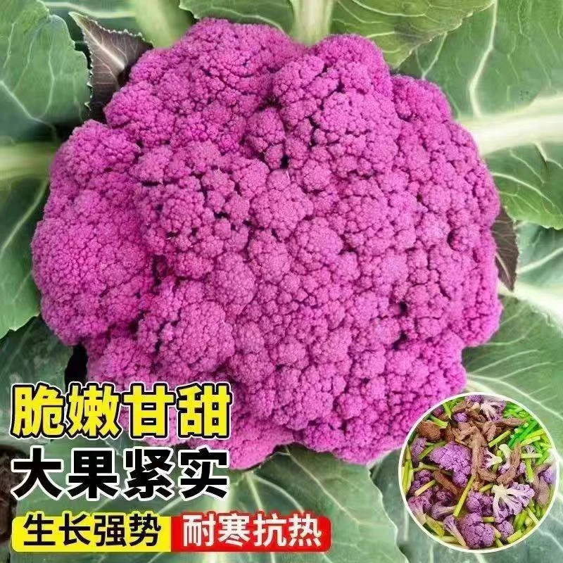 【紫花菜苗】可生吃耐寒的紫花菜苗西蓝花苗宝塔花菜苗多种选择