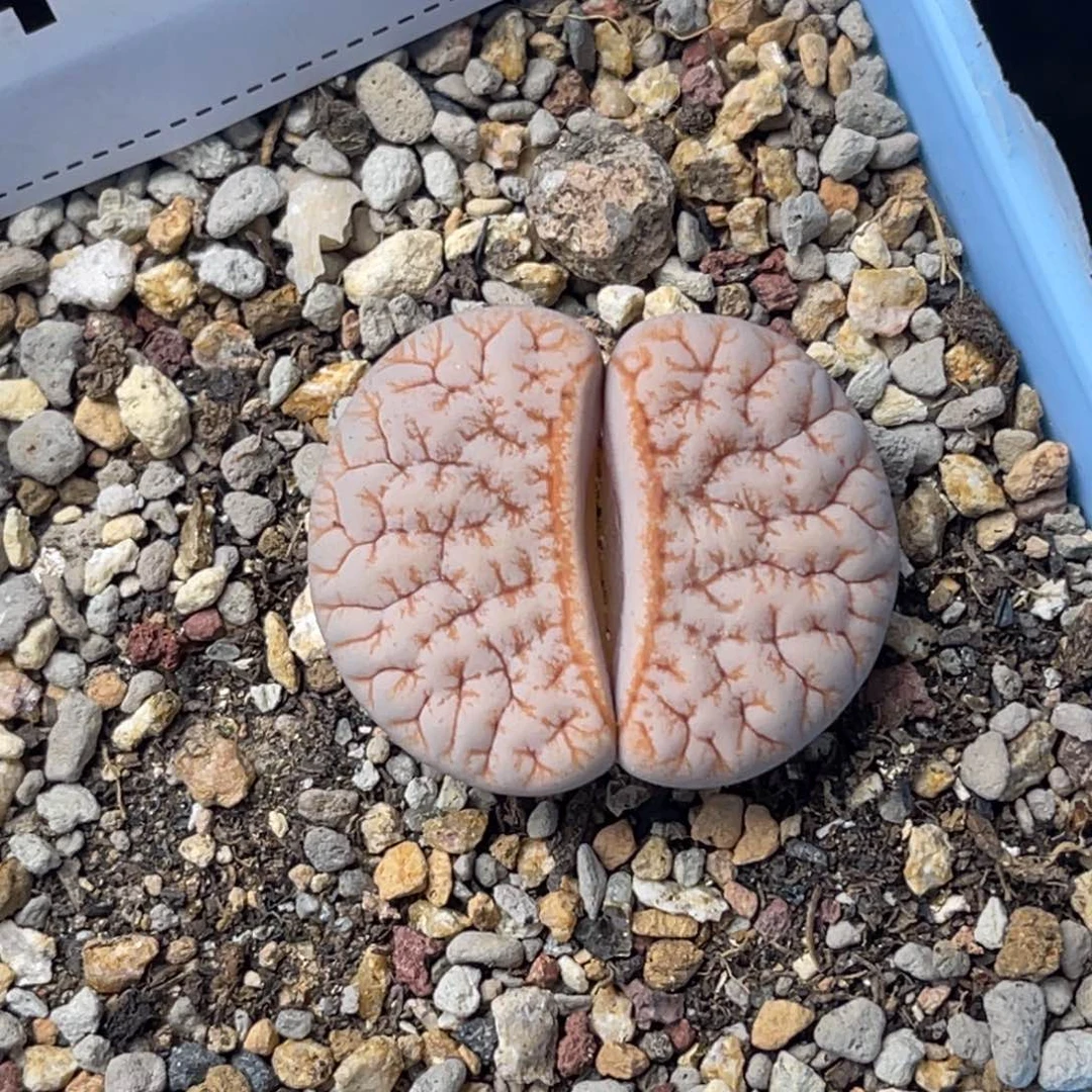 阿*4669拿铁荒1专拍