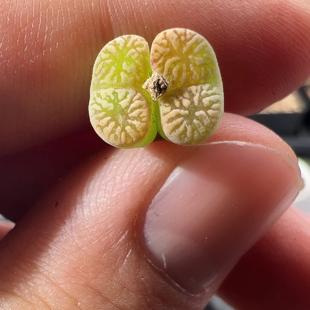 0000699 一物一拍……