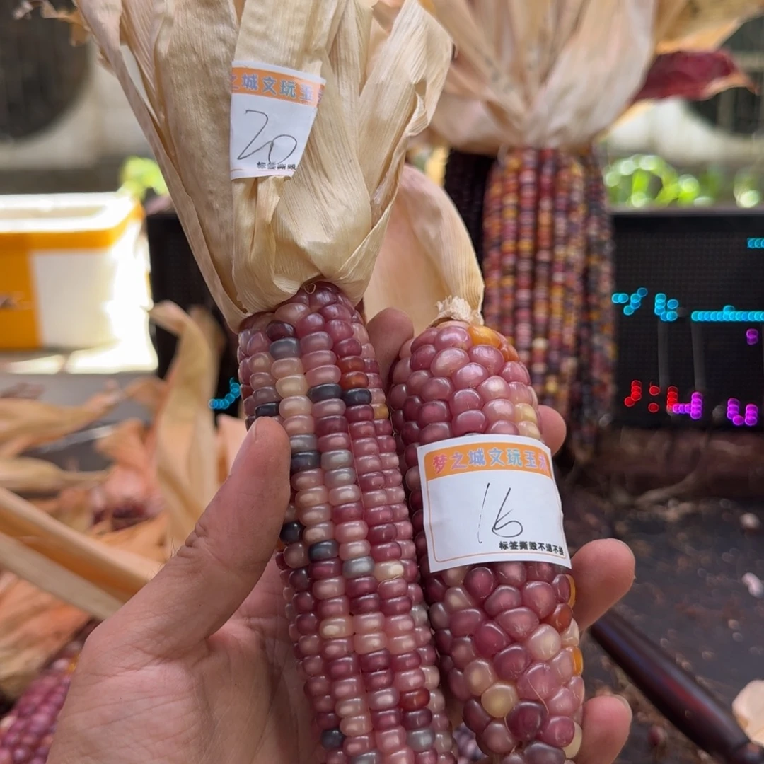 不****柏香籽/百香籽吊坠