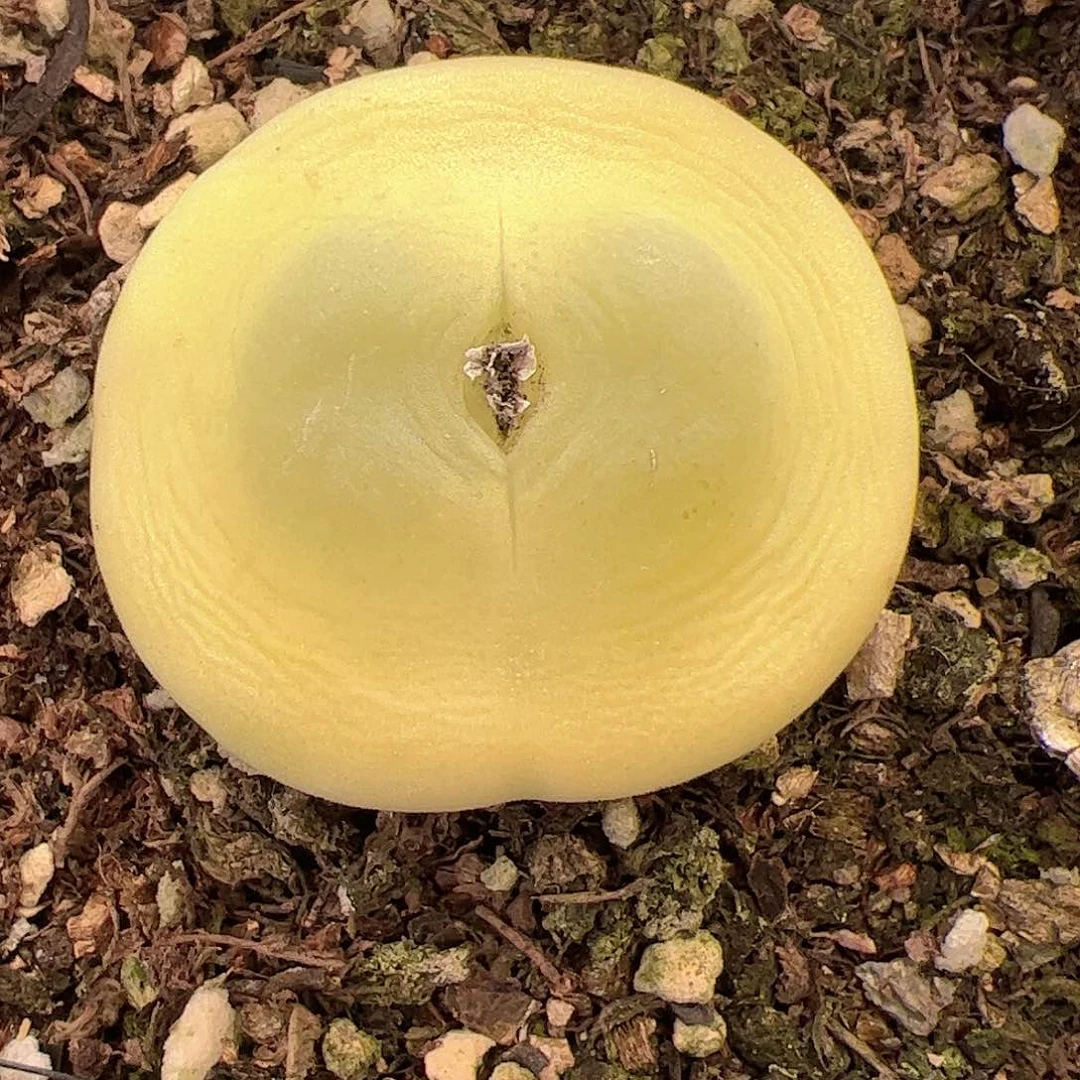 【闪购商品】46 大扁拉登